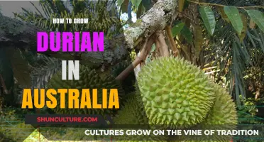 Cultivating Durian in Australia: A Comprehensive Guide