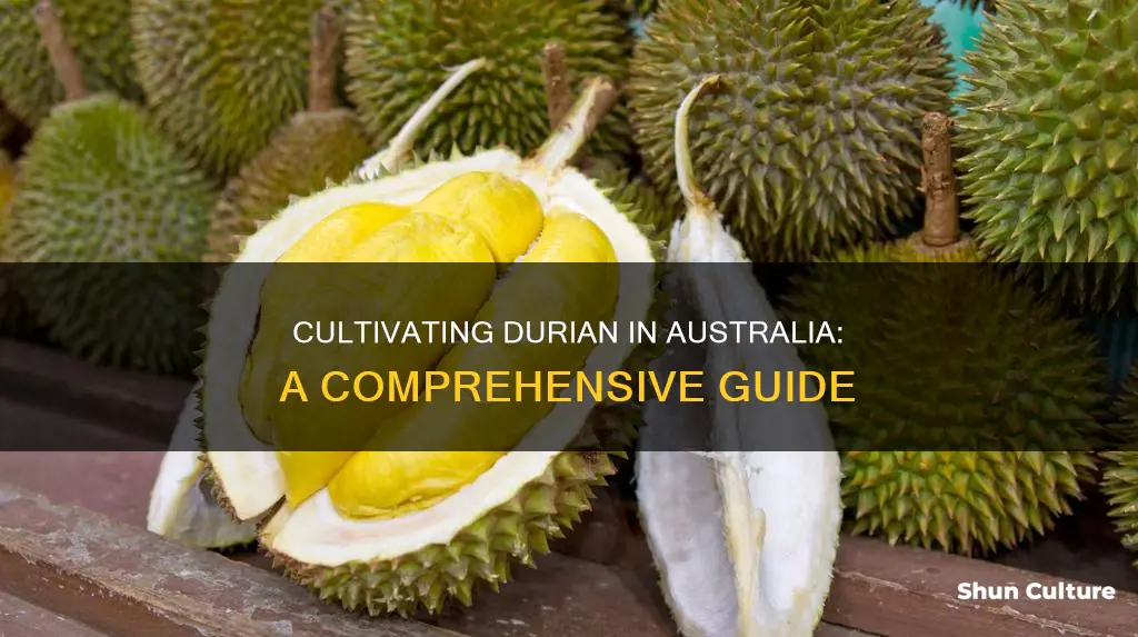 how to grow durian in australia
