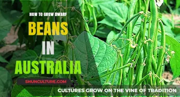 Growing Dwarf Beans in Australia: A Step-by-Step Guide