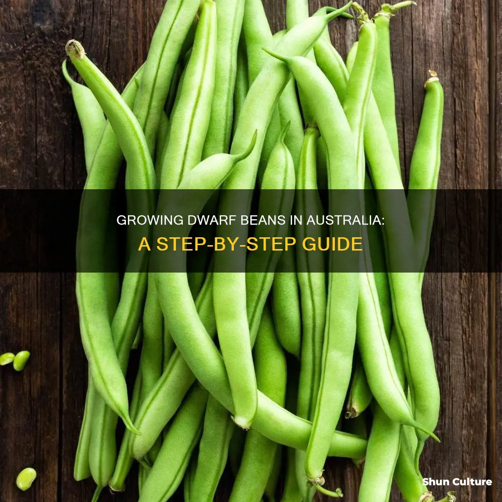 how to grow dwarf beans in australia
