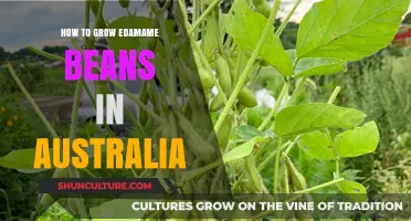 Growing Edamame in Australia: A Step-by-Step Guide