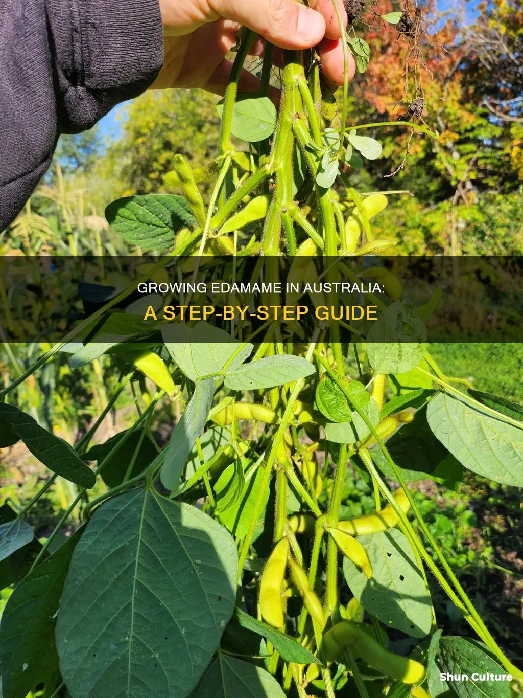 how to grow edamame beans in australia