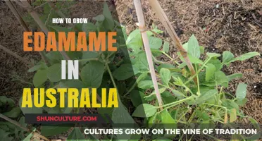 Growing Edamame in Australia: A Step-by-Step Guide