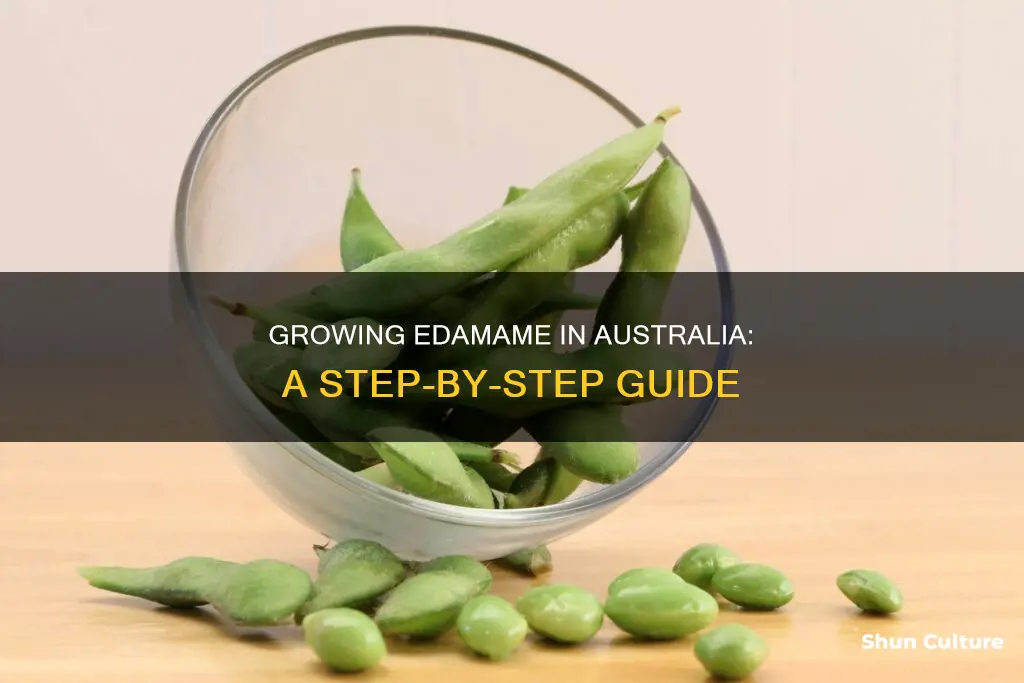 how to grow edamame in australia