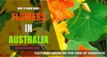 Growing Edible Flowers: An Australian Guide