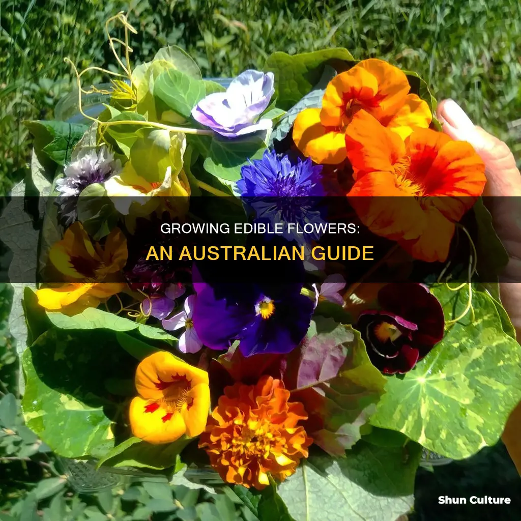 how to grow edible flowers in australia