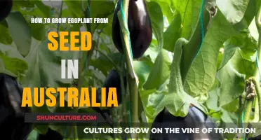 Growing Eggplants: A Guide for Australian Gardeners