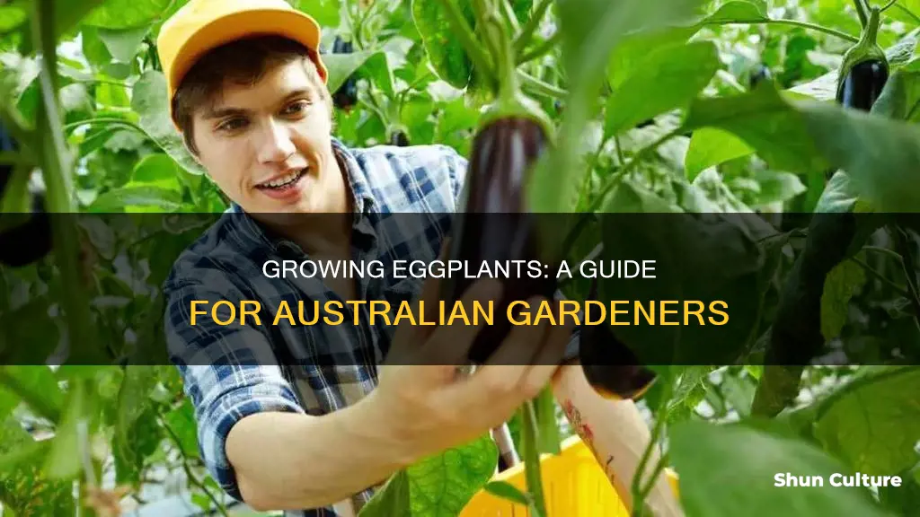how to grow eggplant from seed in australia