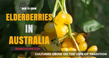 Growing Elderberries in Australia: A Comprehensive Guide