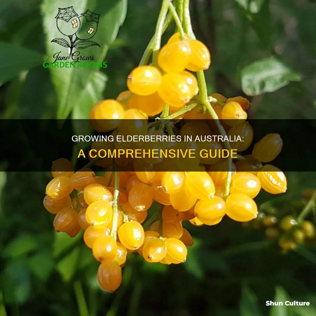 how to grow elderberries in australia