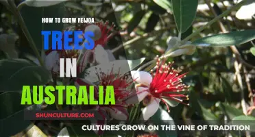 Growing Feijoa Trees: An Australian Guide