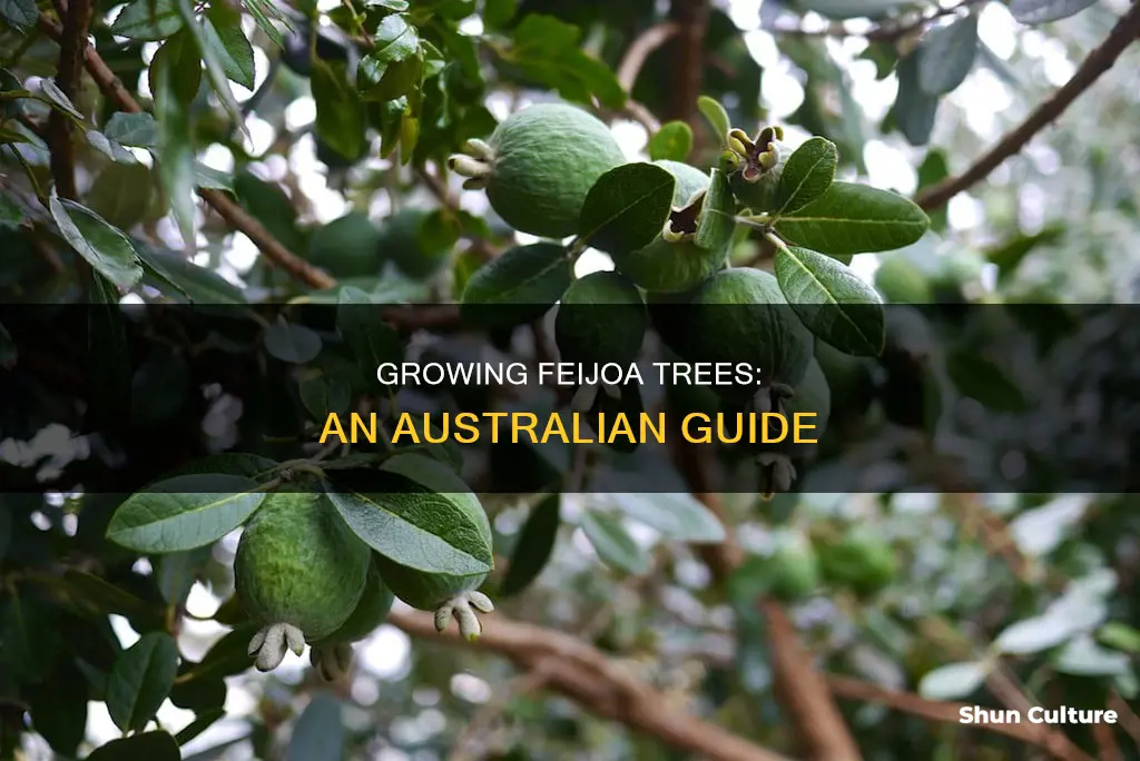 how to grow feijoa trees in australia