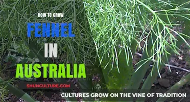 Growing Fennel in Australia: A Step-by-Step Guide