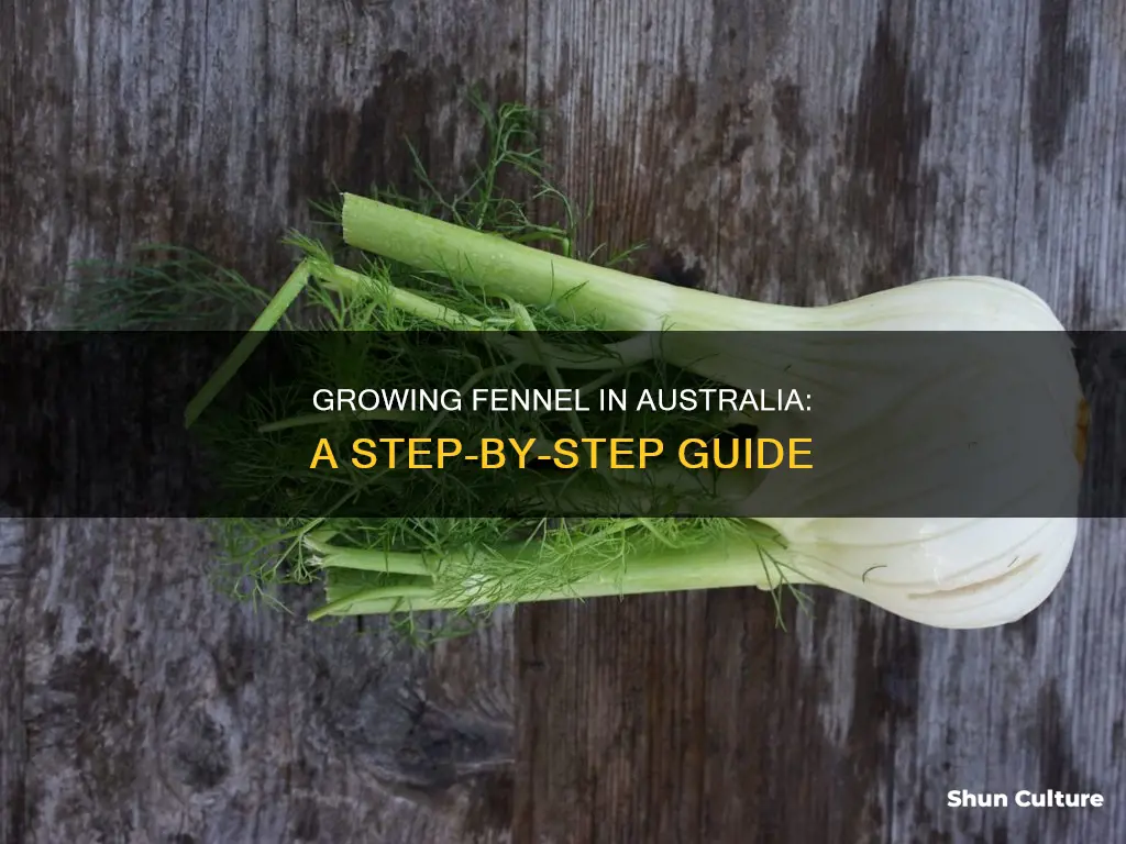 how to grow fennel in australia