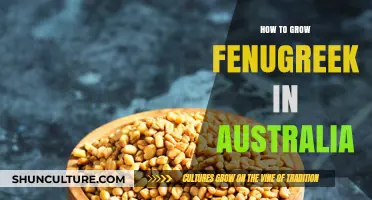 Growing Fenugreek in Australia: A Step-by-Step Guide