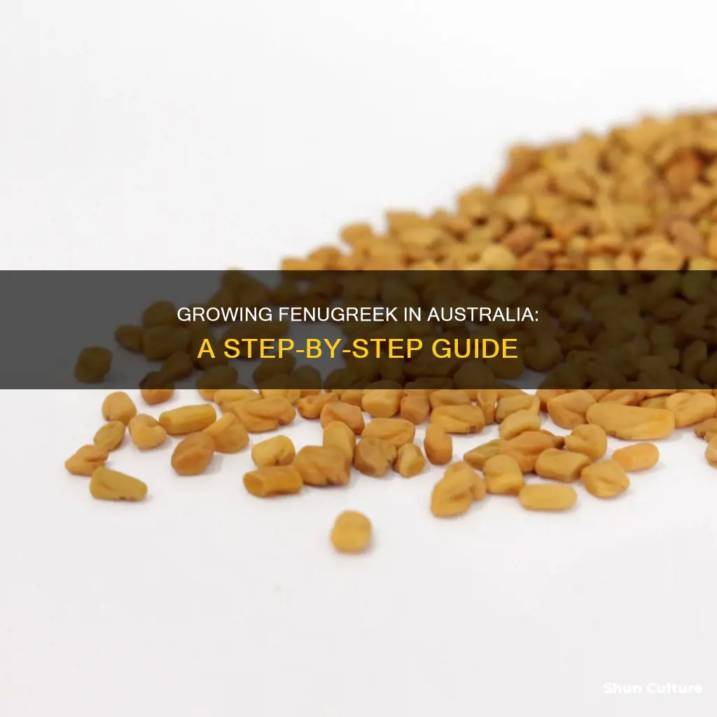 how to grow fenugreek in australia