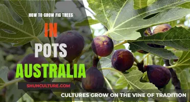 Growing Fig Trees in Containers: An Australian Guide