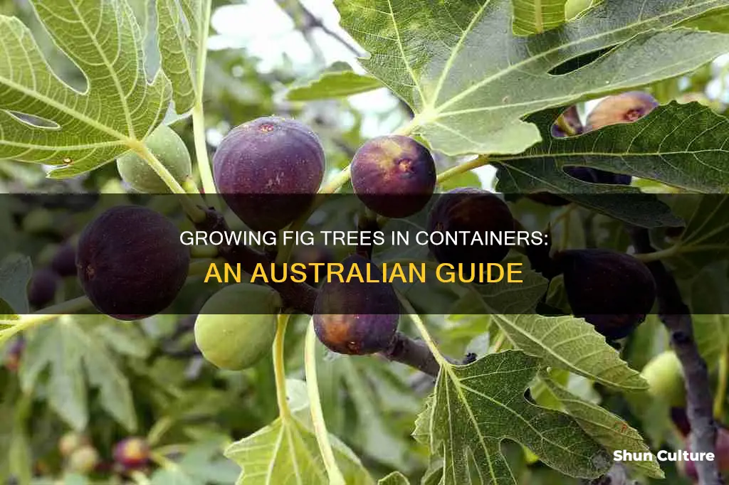 how to grow fig trees in pots australia