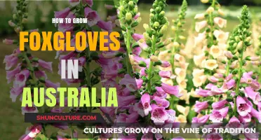 Foxglove Gardening Guide for Australians