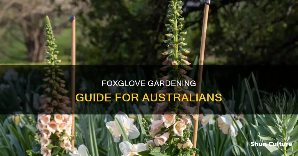 how to grow foxgloves in australia