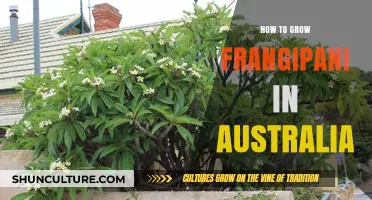 Growing Frangipani in Australia: A Step-by-Step Guide