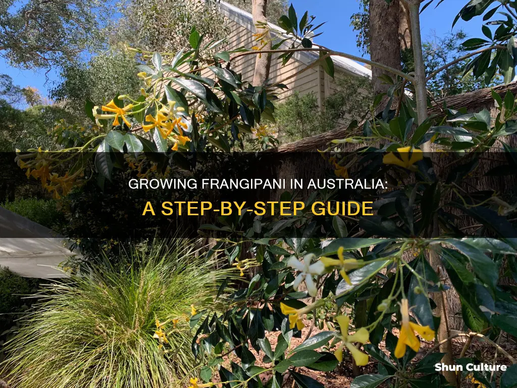 how to grow frangipani in australia