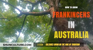 Frankincense Cultivation in Australia: A Comprehensive Guide