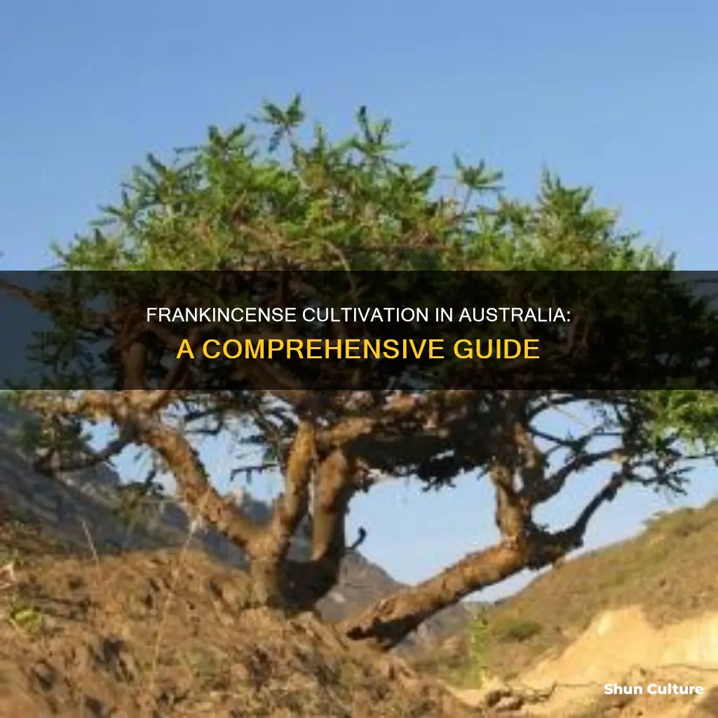 how to grow frankincense in australia