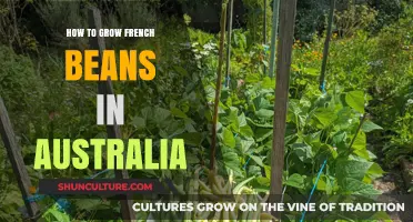 French Beans in Australia: A Guide to Growing Success