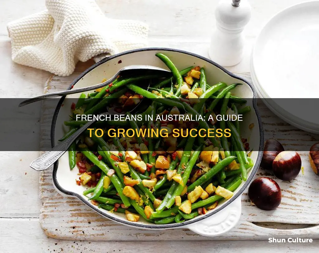 how to grow french beans in australia