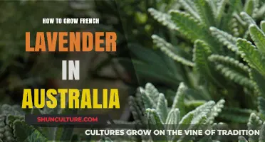 Growing French Lavender in Australia: A Comprehensive Guide