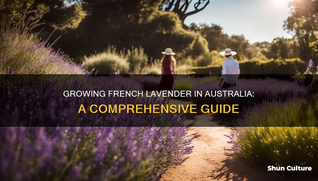 how to grow french lavender in australia