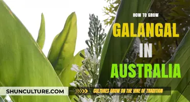Growing Galangal in Australia: A Comprehensive Guide