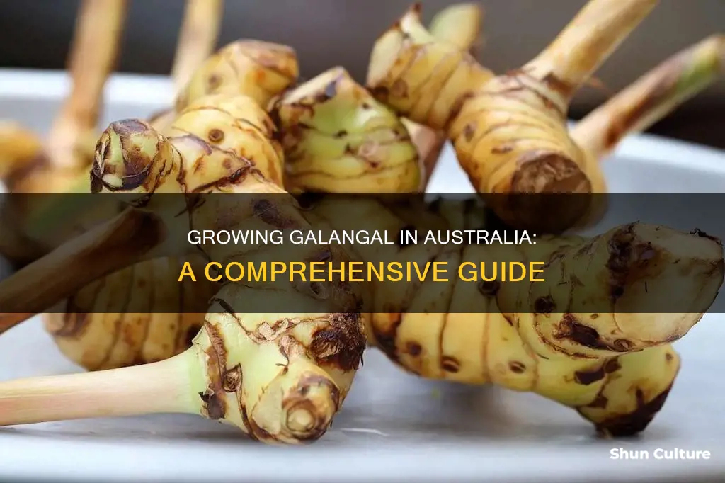 how to grow galangal in australia