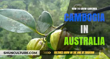 Grow Garcinia Cambogia in Australia: Tips and Tricks