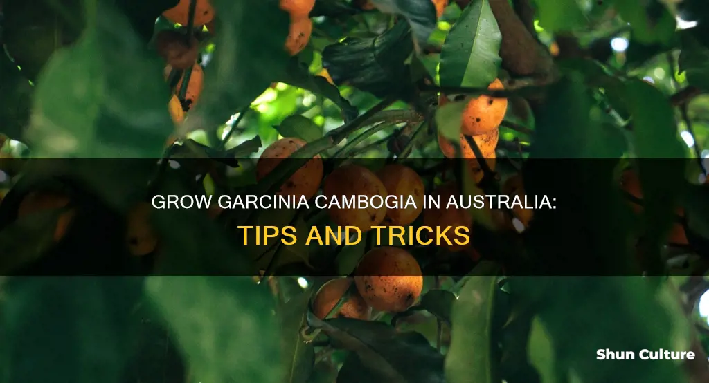 how to grow garcinia cambogia in australia
