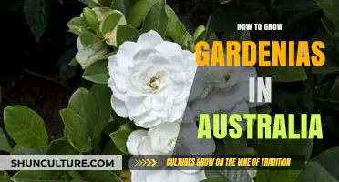 Gardenias Down Under: A Guide to Growing in Australia