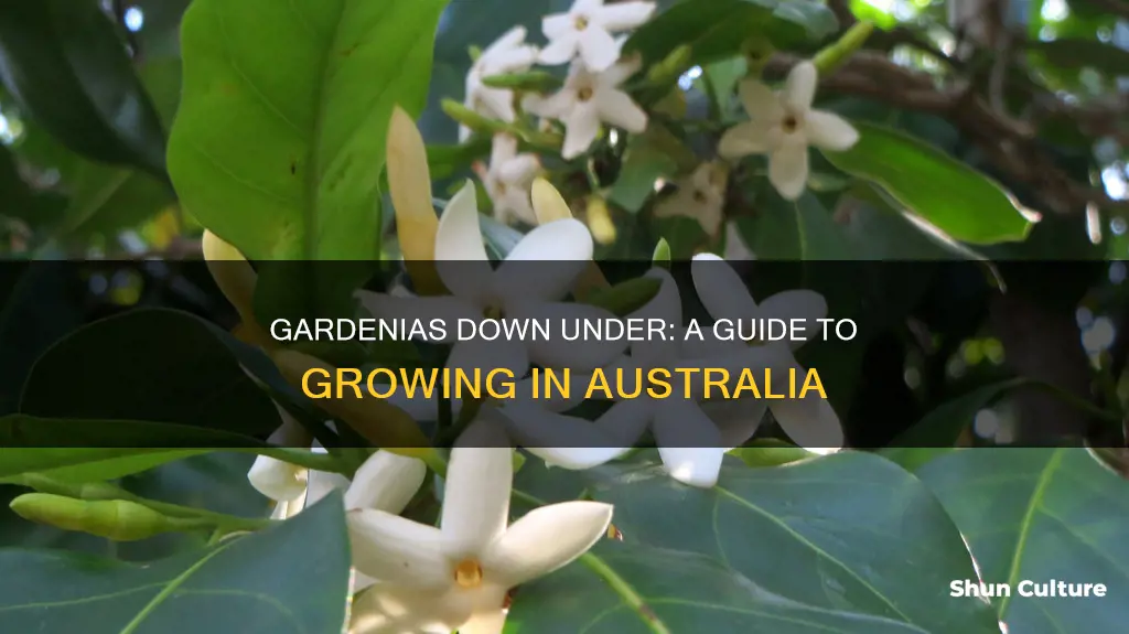 how to grow gardenias in australia