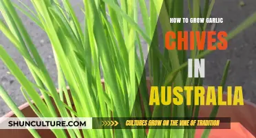 Growing Garlic Chives in Australia: A Step-by-Step Guide
