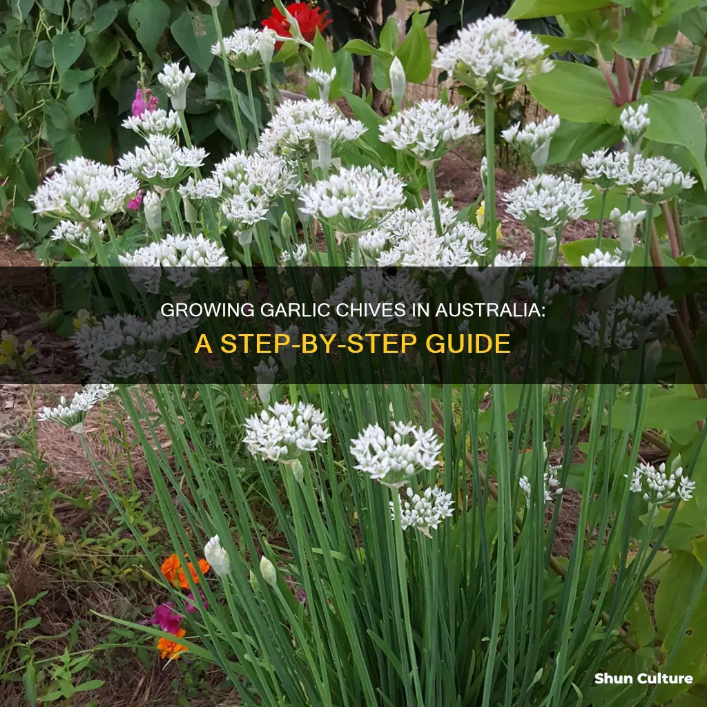 how to grow garlic chives in australia