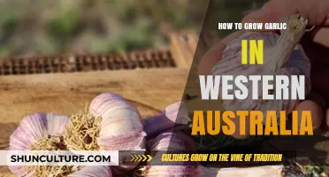 Growing Garlic in Western Australia: A Step-by-Step Guide