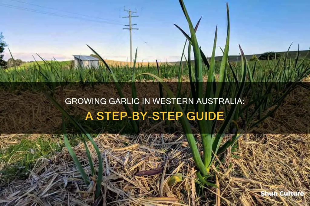how to grow garlic in western australia