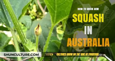Grow Gem Squash in Australia: Tips and Tricks