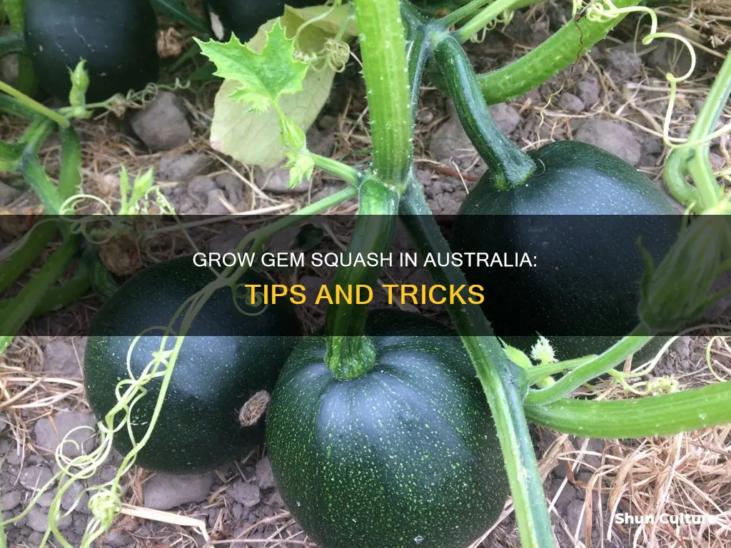 how to grow gem squash in australia