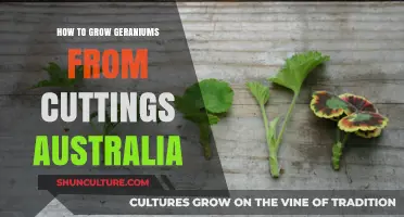 Propagating Geraniums: An Australian Guide to Cuttings