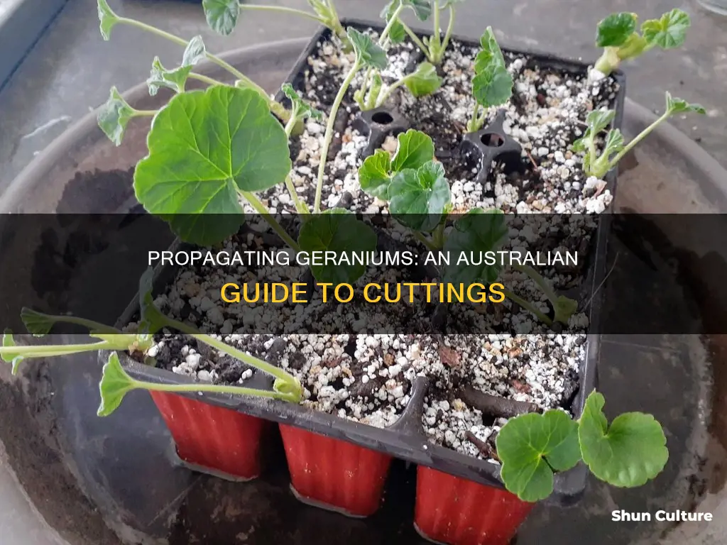 how to grow geraniums from cuttings australia