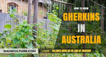 Growing Gherkins in Australia: A Step-by-Step Guide