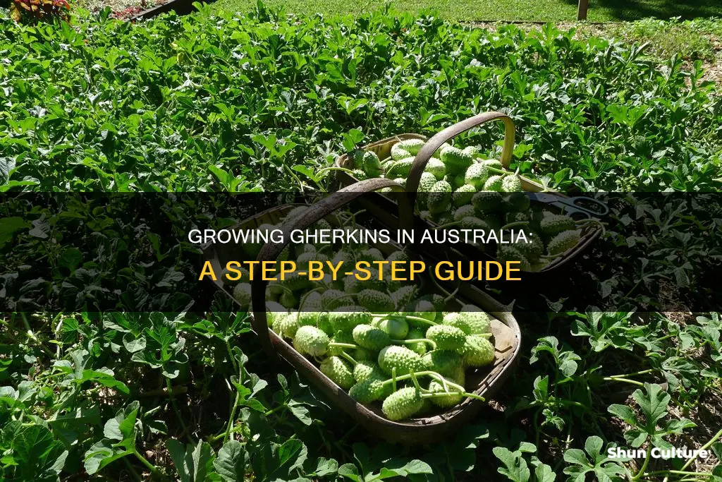 how to grow gherkins in australia