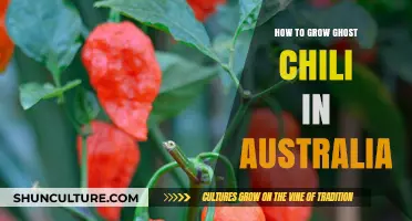 Growing Ghost Chili in Australia: A Spicy Challenge