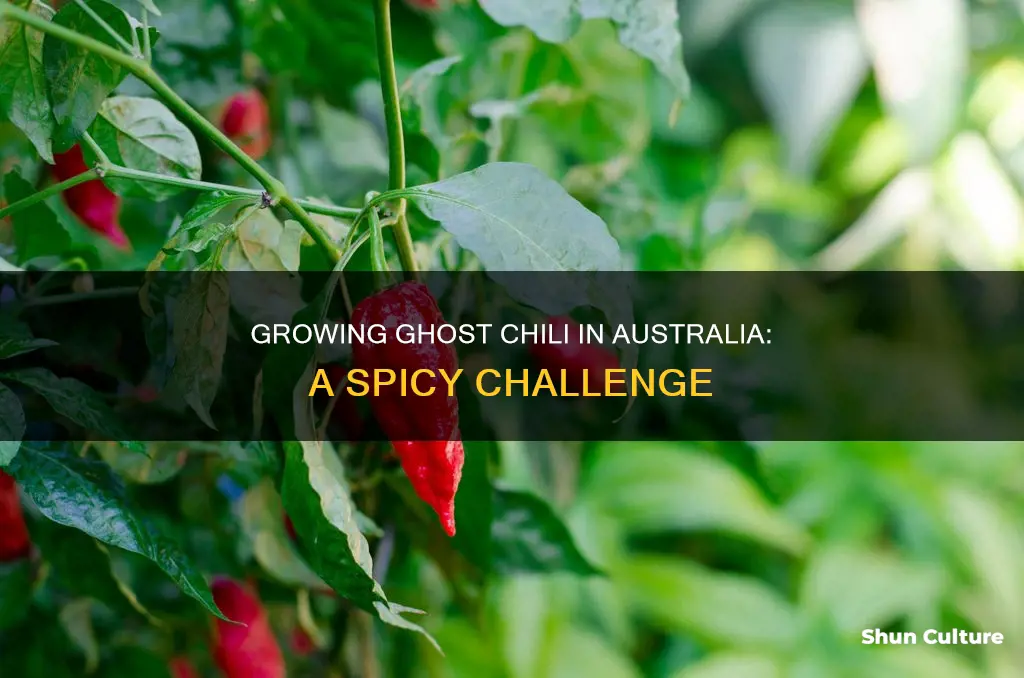 how to grow ghost chili in australia